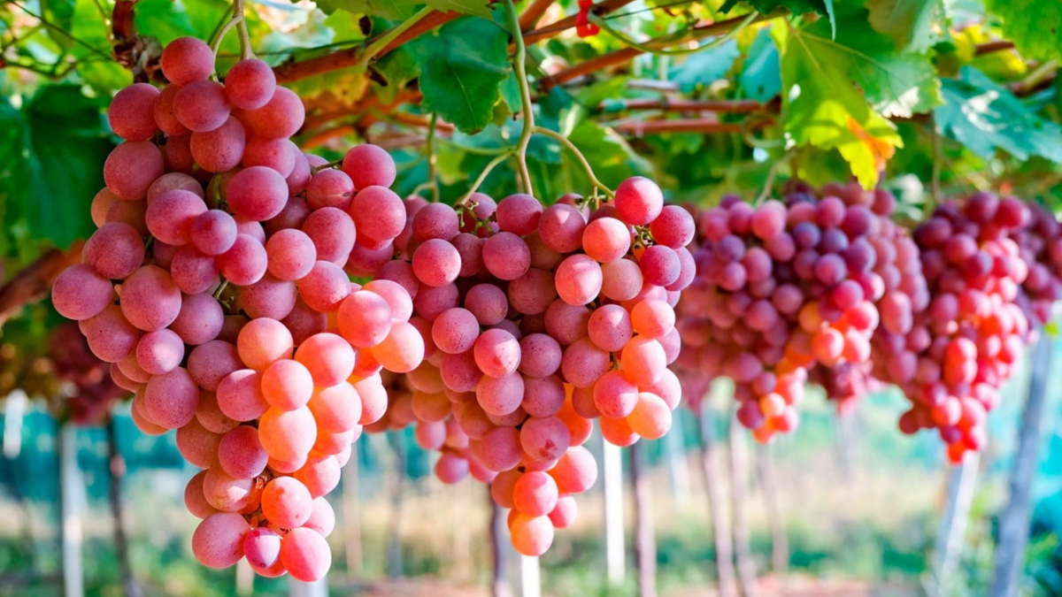 exportaciones de uva