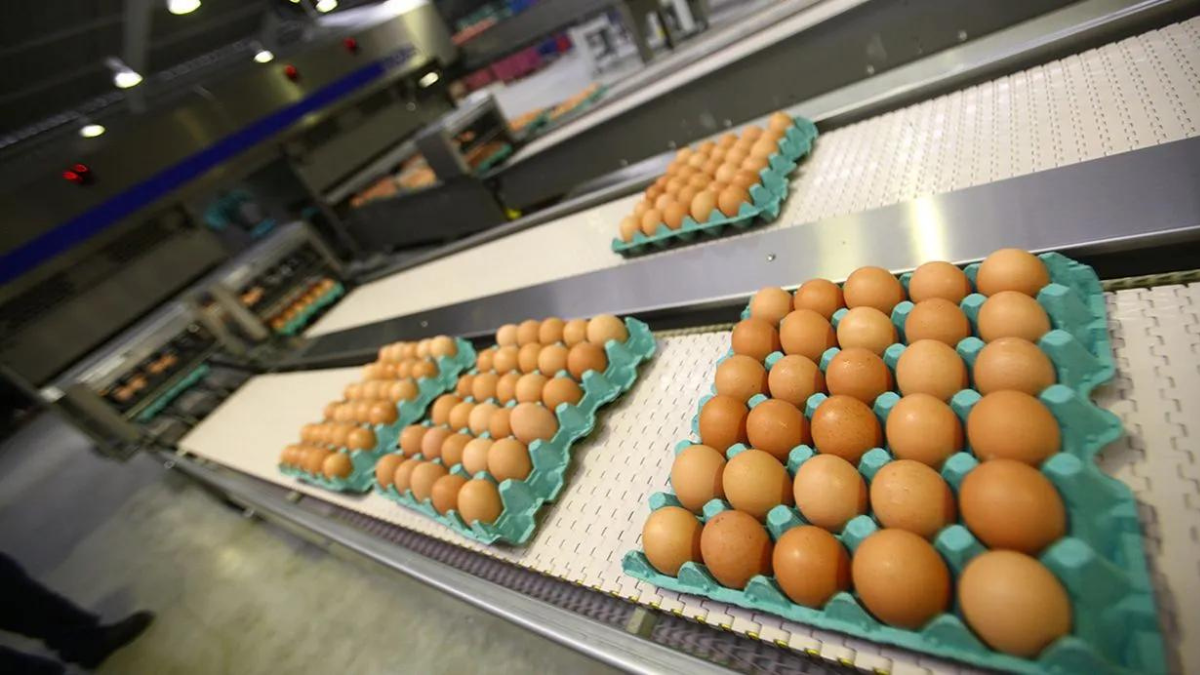 Industria del huevo